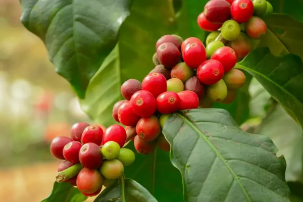 kaffeepflanze-coffea-arabica-4088263-shutterstock